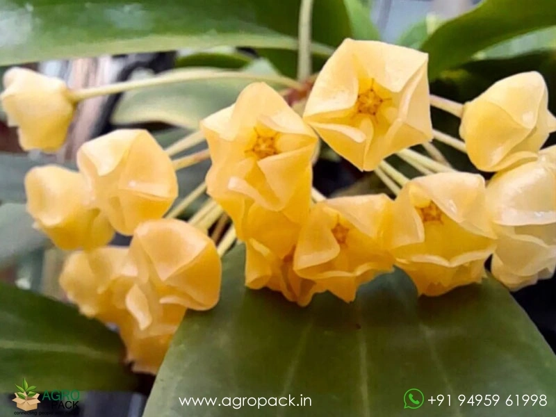 Hoya-Blashernaezii-Yellow2