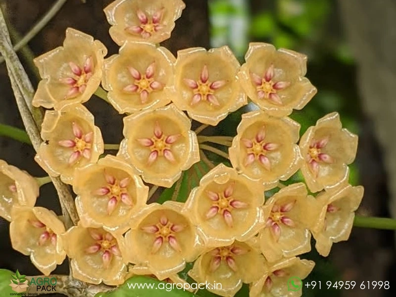 Hoya-Blashernaezii-Yellow3