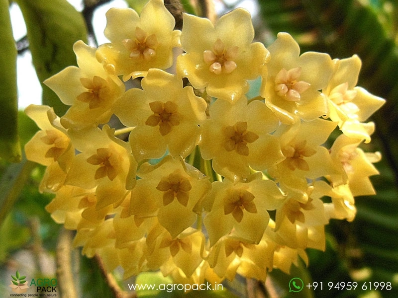 Hoya-Blashernaezii-Yellow5
