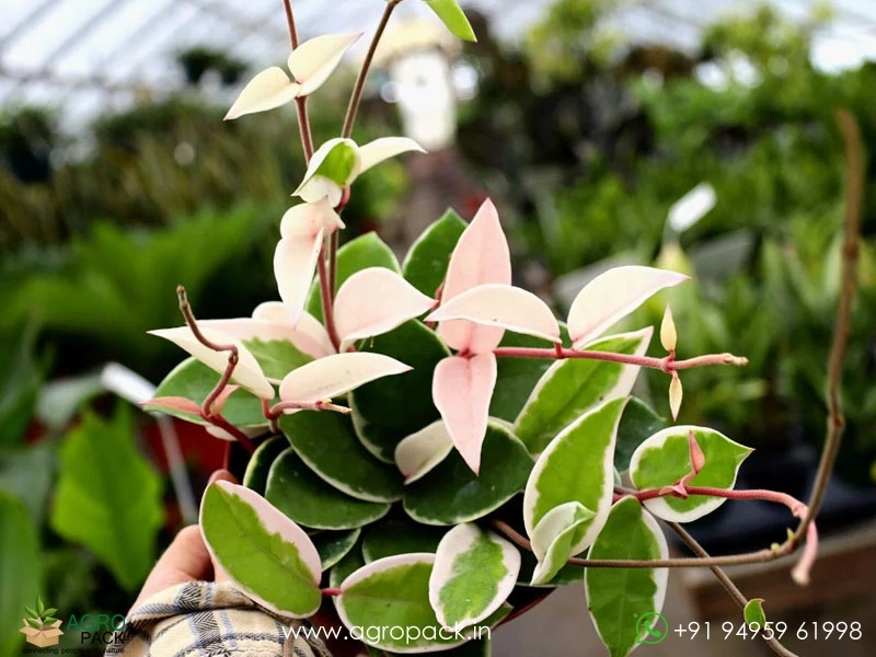 Hoya-Carnosa-Krimson-Queen1