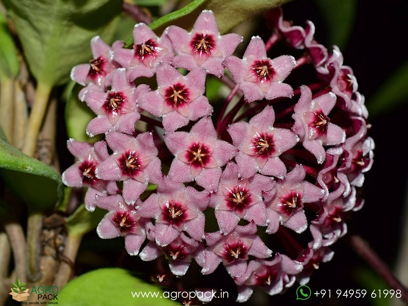 Hoya-Carnosa-Krimson-Queen4