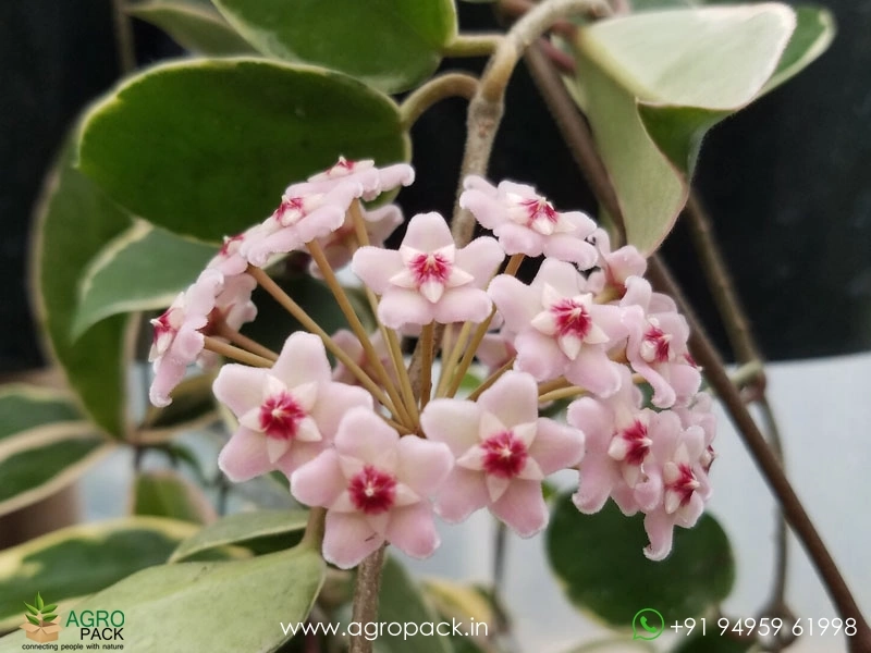 Hoya-Carnosa-Krimson-Queen5