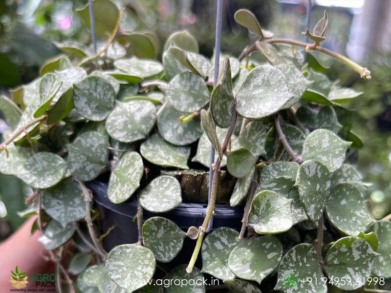 Hoya-Curtisii-Albo1