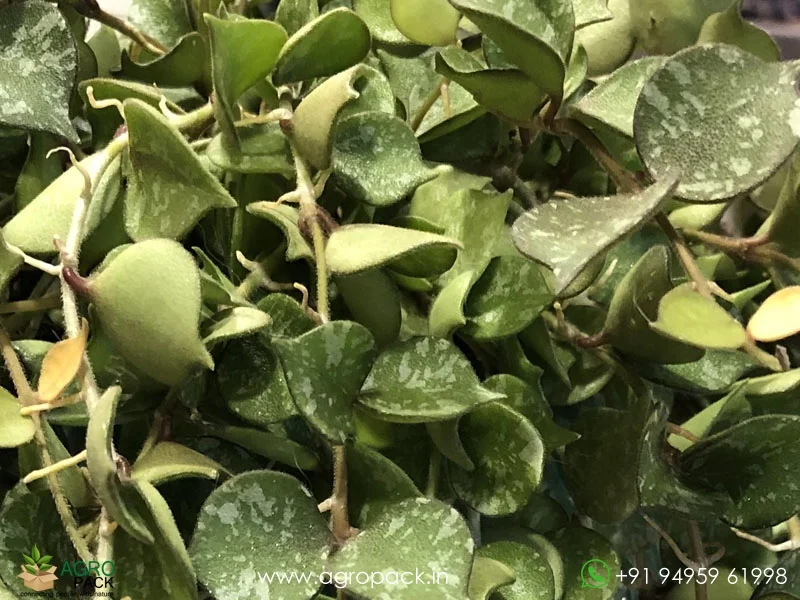Hoya-Curtisii-Albo4