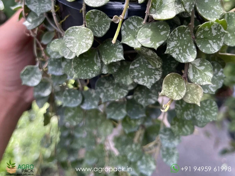 Hoya-Curtisii-Albo6