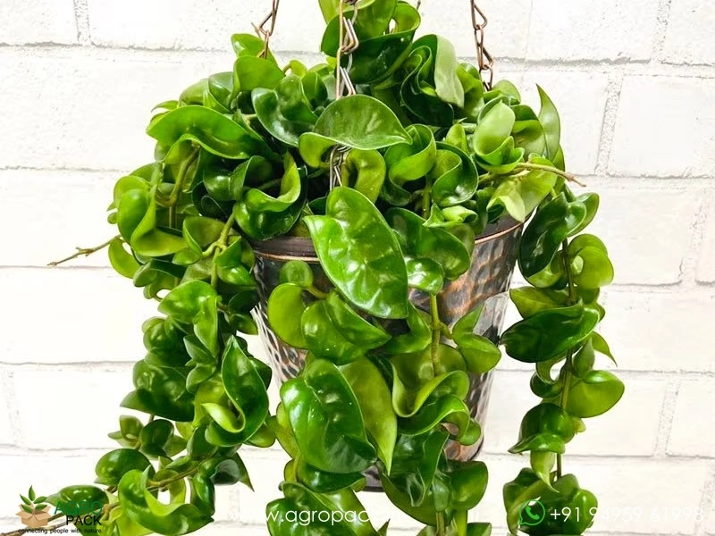 Hoya-Hindu-Rope2