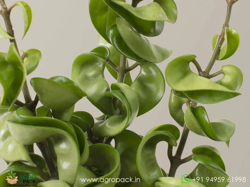 Hoya-Hindu-Rope4