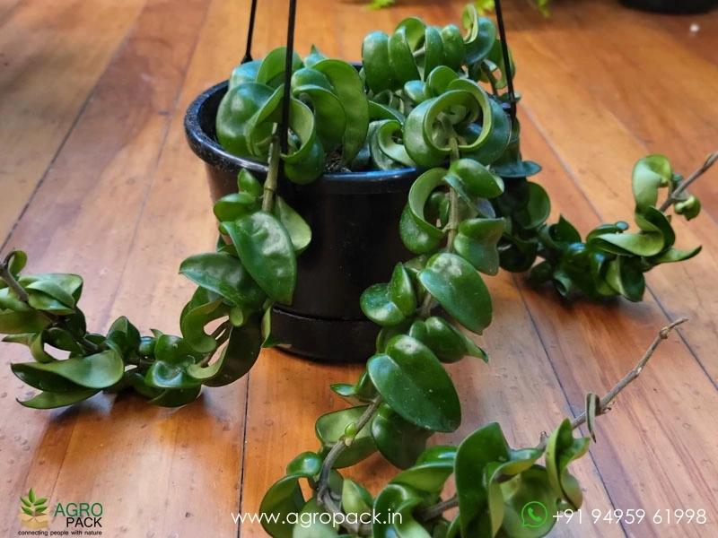 Hoya-Hindu-Rope5