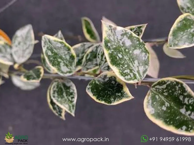 Hoya-Lacunosa-Lumina-Princess1