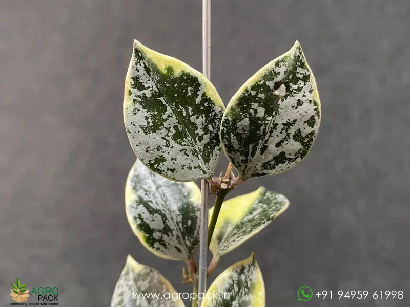 Hoya-Lacunosa-Lumina-Princess2