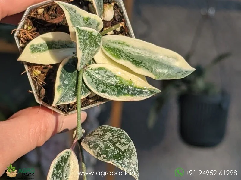 Hoya-Lacunosa-Lumina-Princess3