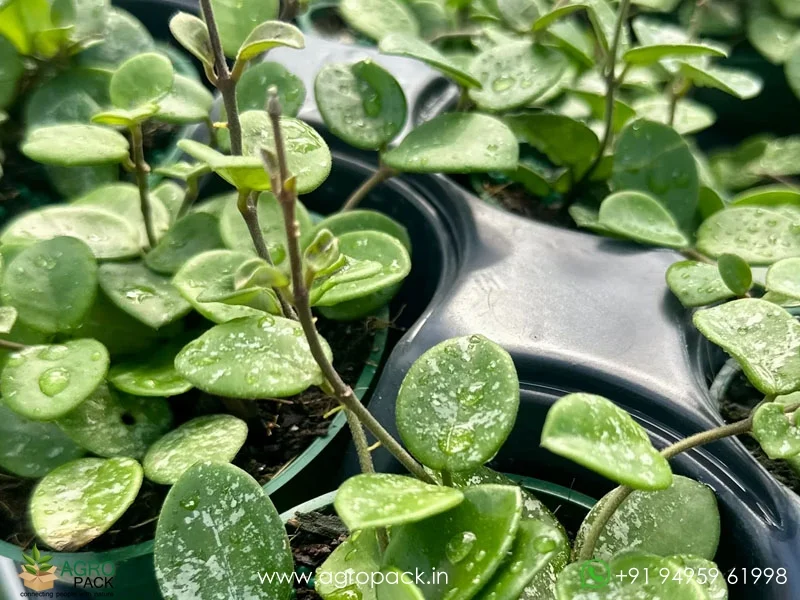 Hoya-Mathilde1