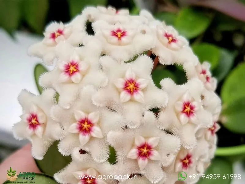 Hoya-Mathilde4