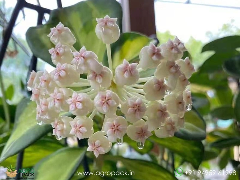 Hoya-Pachyclada-Variegata3