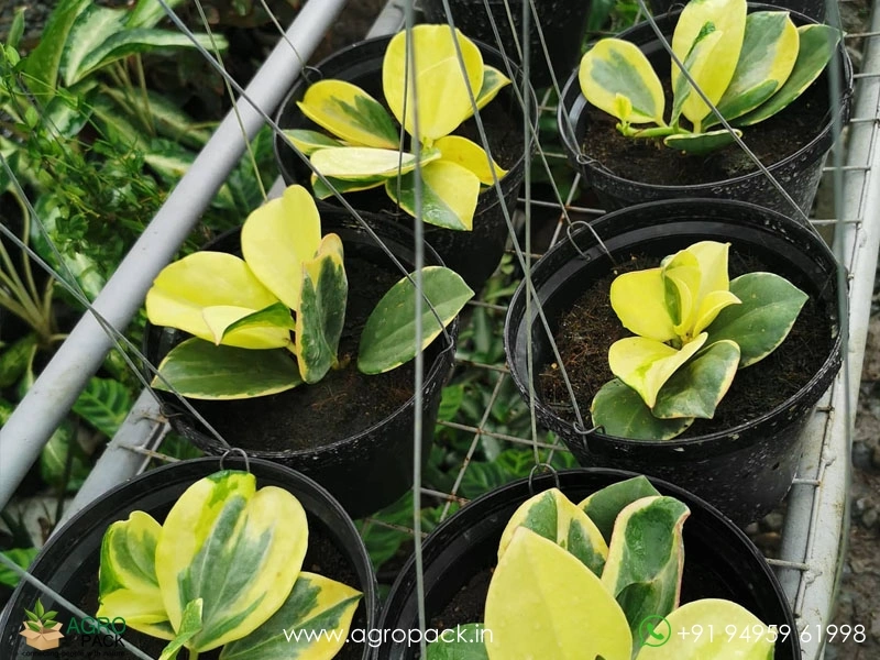 Hoya-Pachyclada-Variegata4
