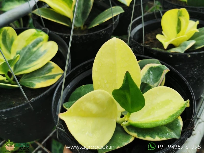 Hoya-Pachyclada-Variegata5