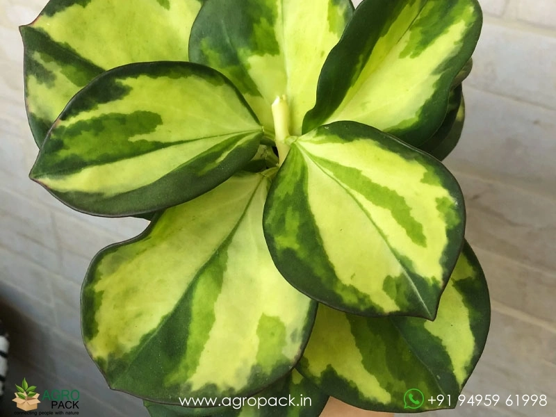 alocasia macrorrhiza variegata albo Alocasia Macrorrhiza Variegata, Collectors Rare And Exotic
