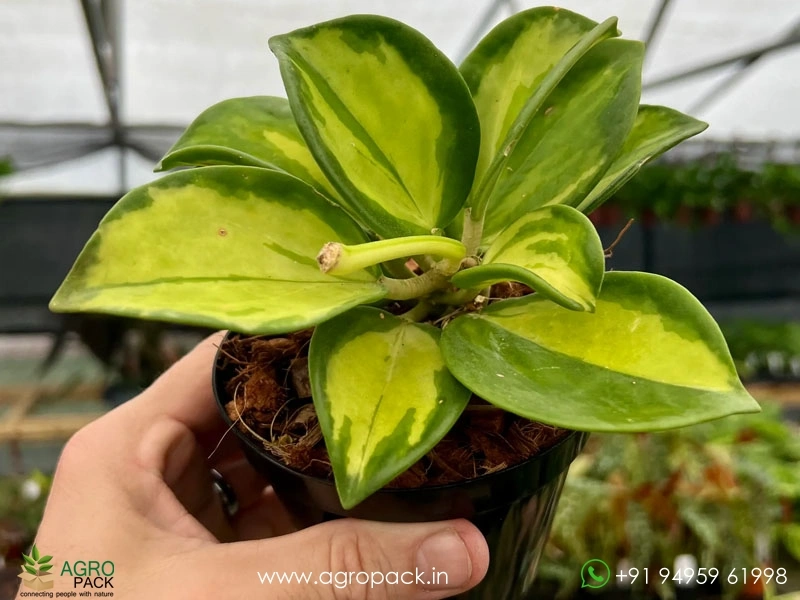 Hoya Pachyclada Variegata Plant For Sale In India | Online plant nursery