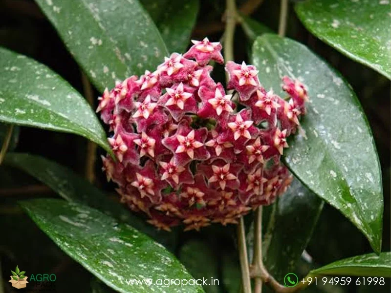 Hoya-Pubicalyx3