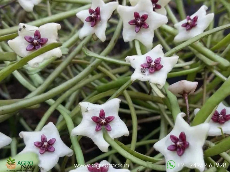 Hoya-Retusa1