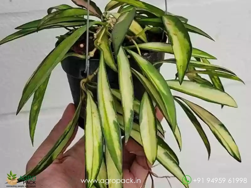 Hoya-Wayetii2