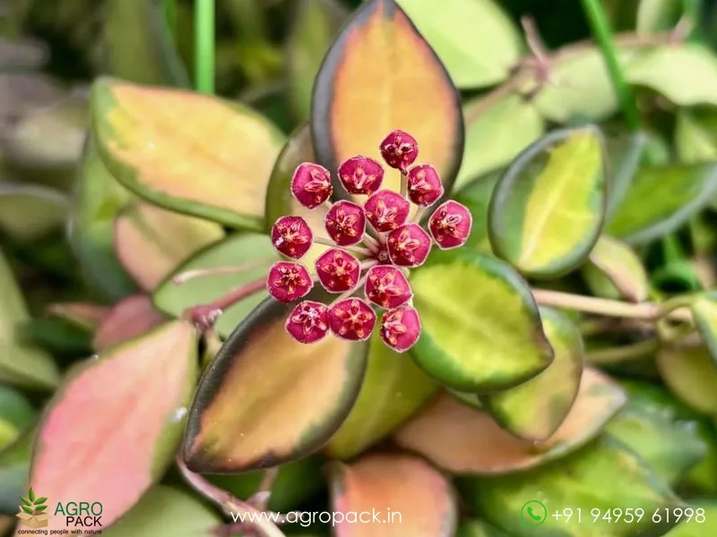 Hoya-burtoniae1