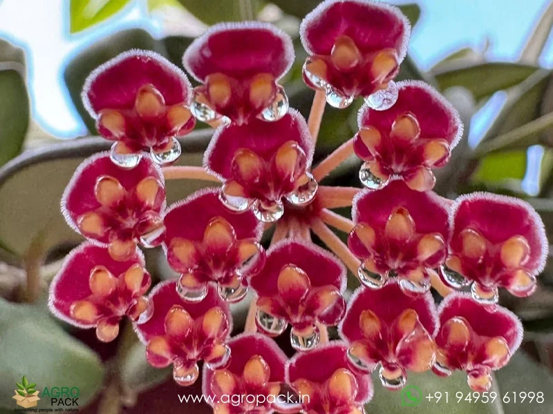 Hoya-burtoniae4