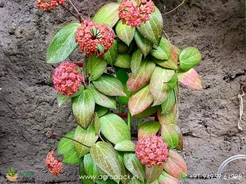 Hoya-fitchii2