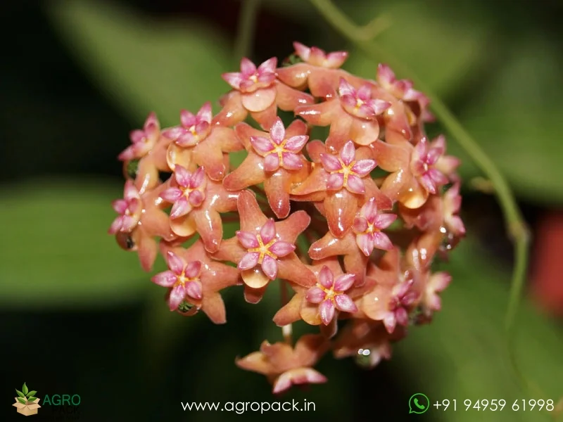 Hoya-fitchii3