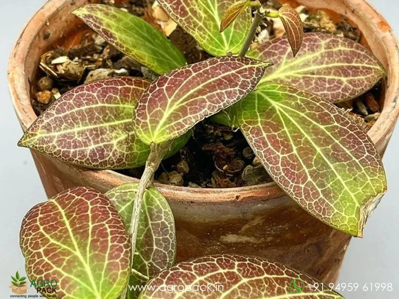 Hoya-fitchii4