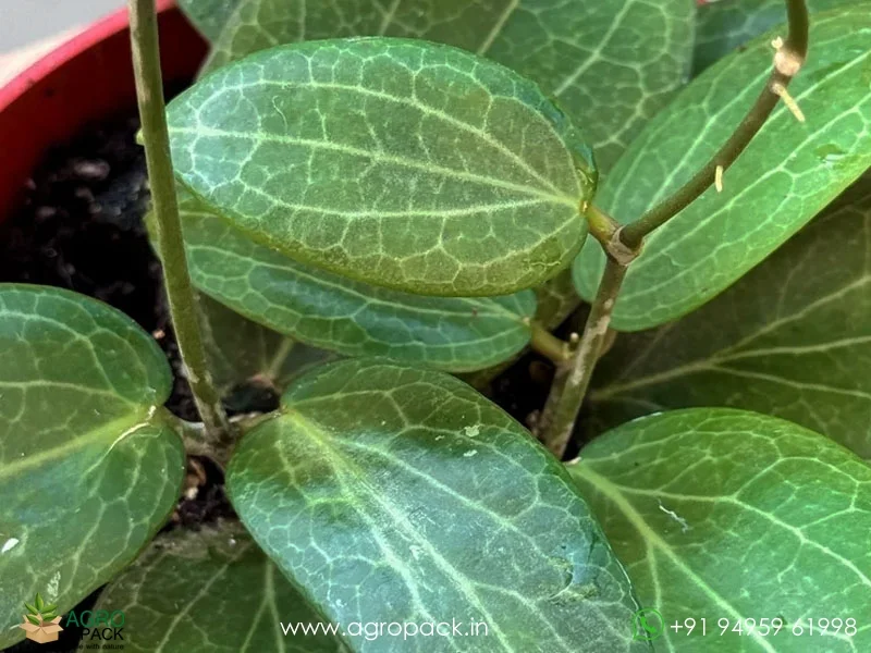 Hoya-fitchii5