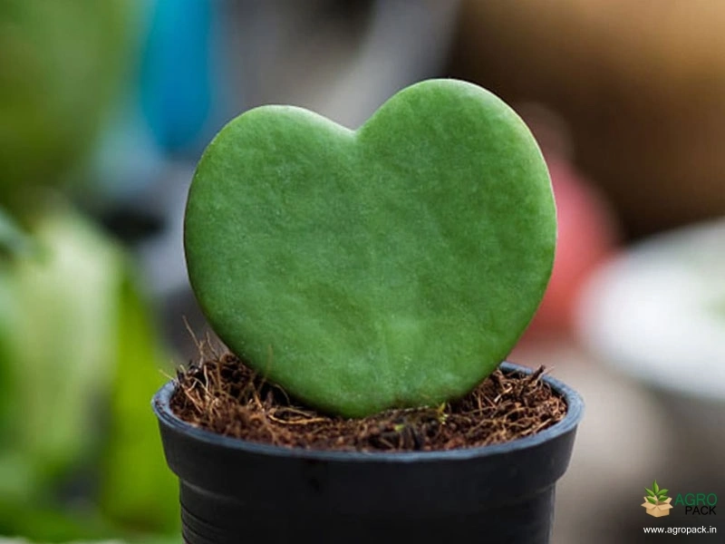 Hoya-hearts1
