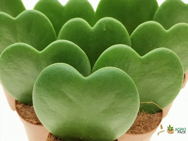 Hoya-hearts5