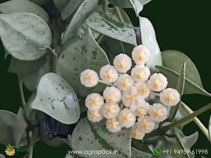 Hoya-krohniana1