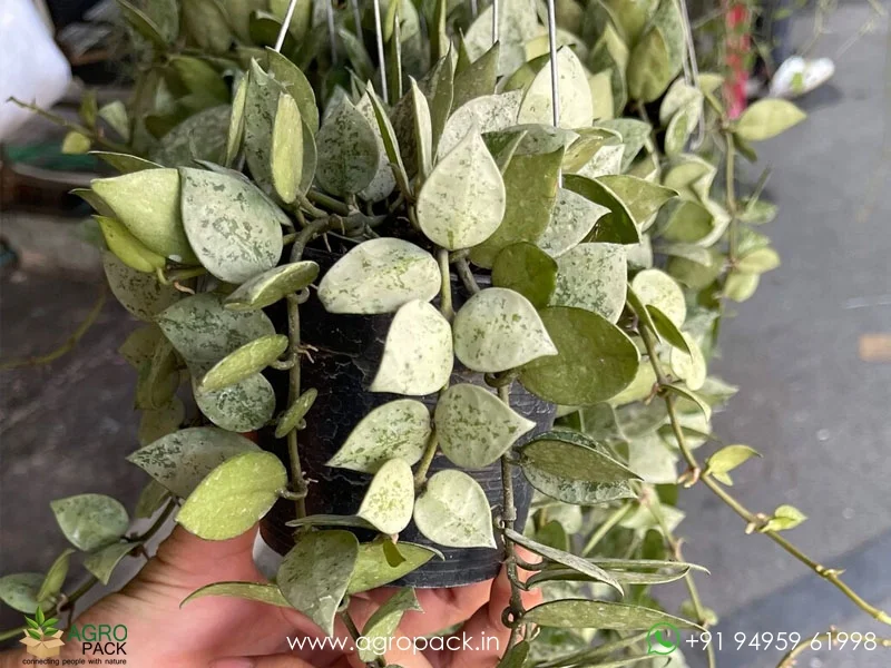 Hoya-krohniana5