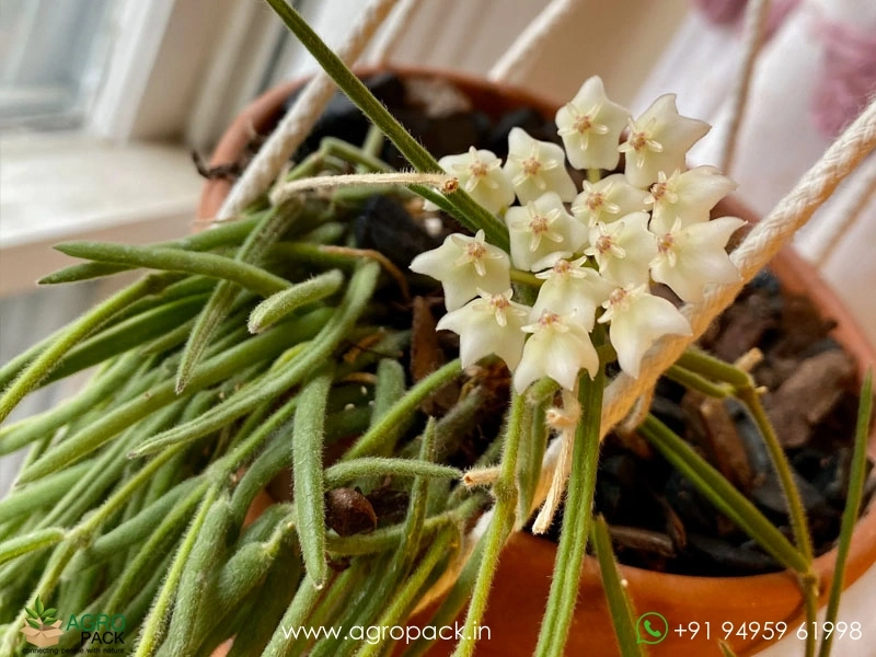 Hoya-linearis2
