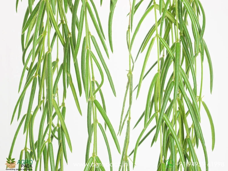 Hoya-linearis3