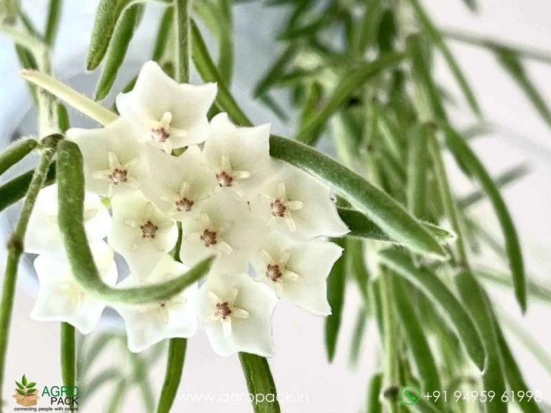 Hoya-linearis4