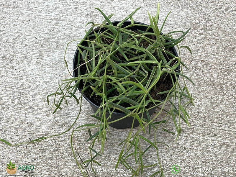 Hoya-linearis5