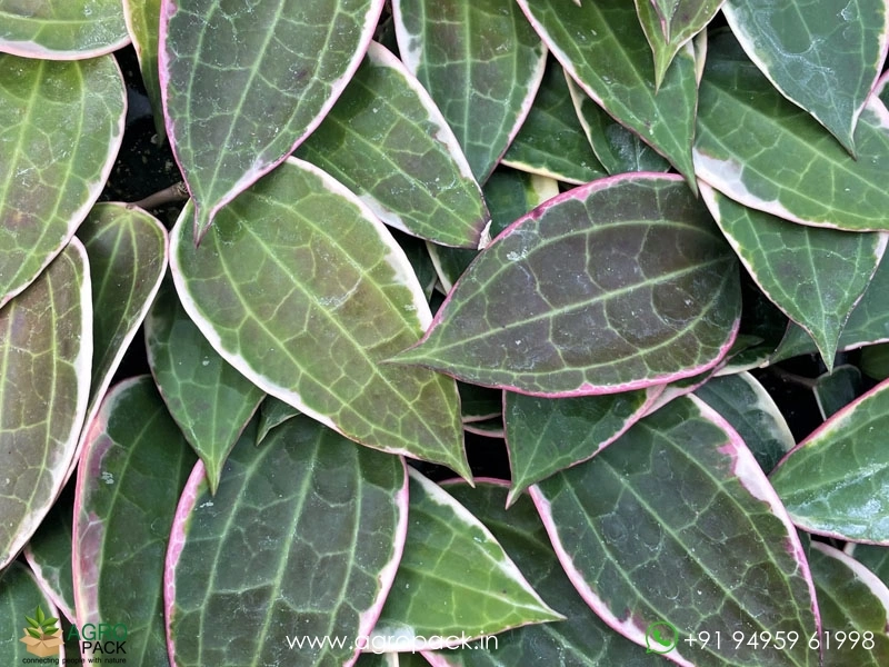 Hoya-macrophylla-Albomarginata3