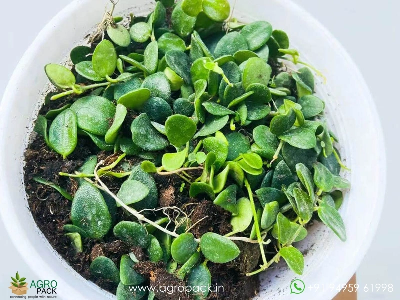 Hoya-serpens1