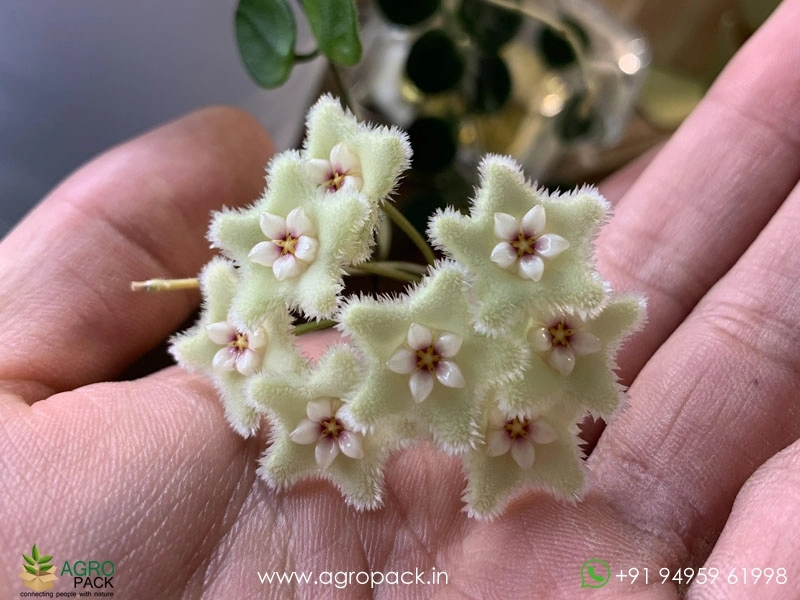 Hoya-serpens2