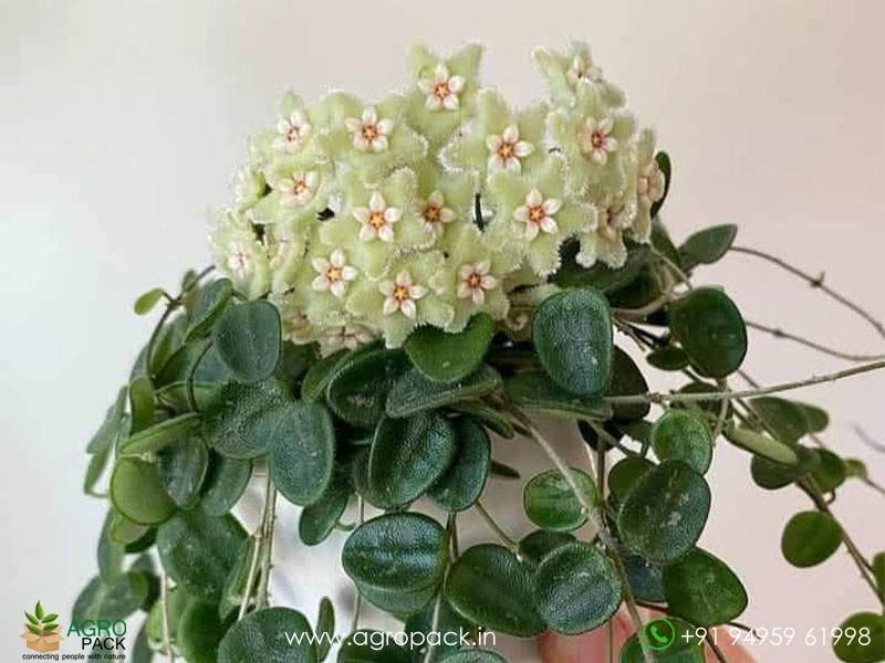 Hoya-serpens3