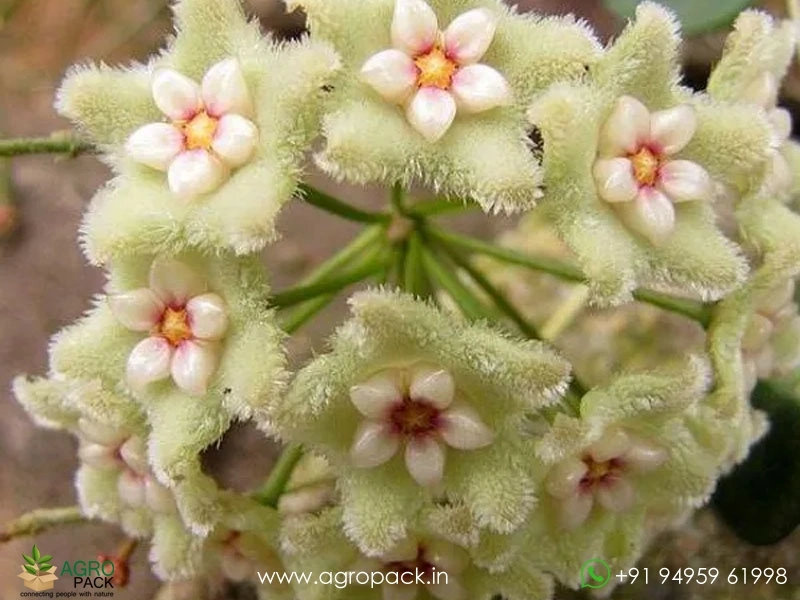 Hoya-serpens5
