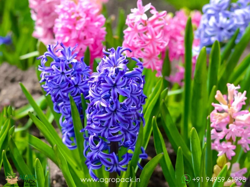 Hyacinth1