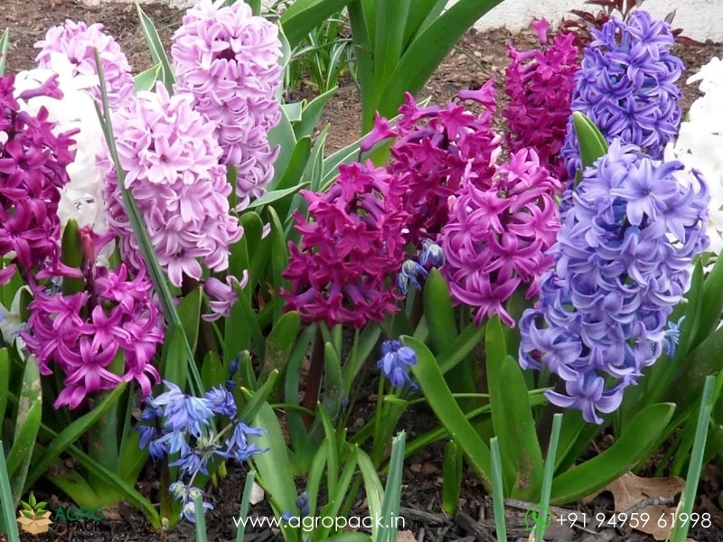 Hyacinth3