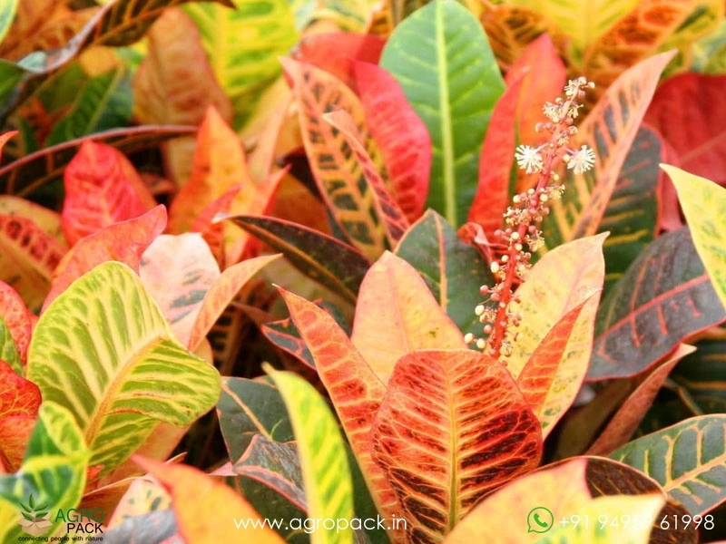 Hybrid-Croton2