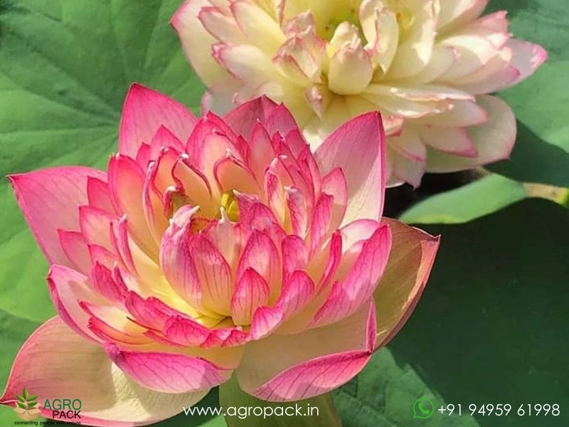 Hybrid-Multiple-Shade-Lotus1