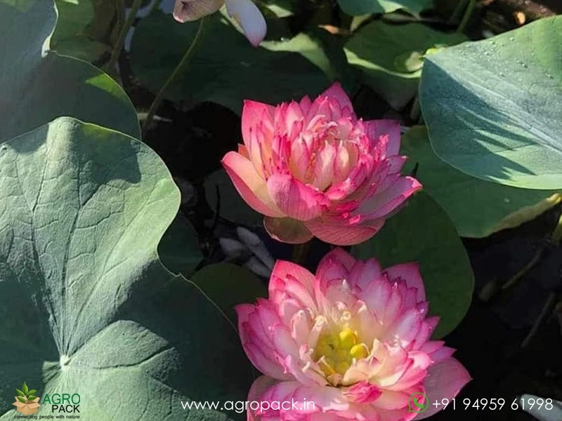 Hybrid-Multiple-Shade-Lotus2