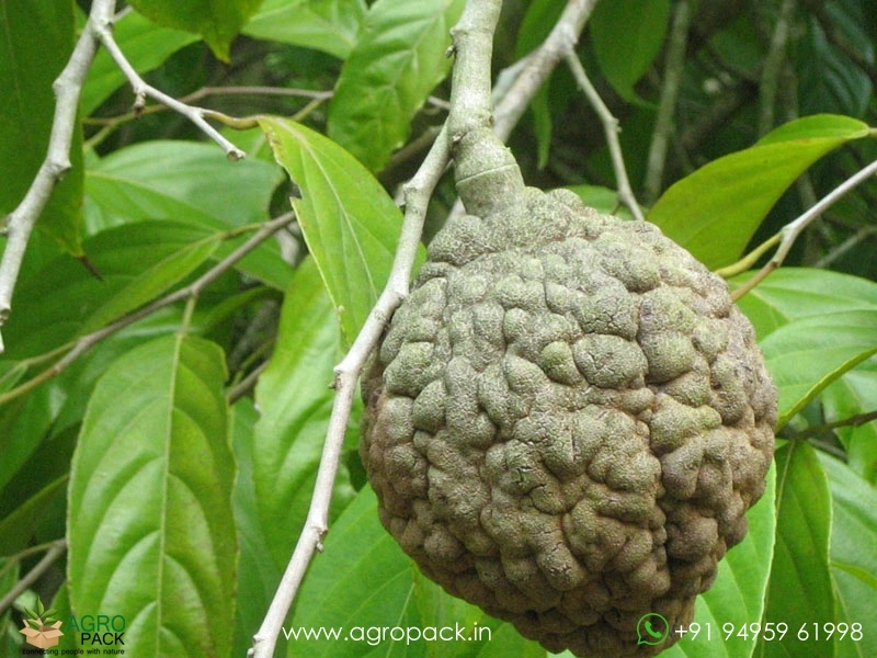 Hydnocarpus-pentandrus5